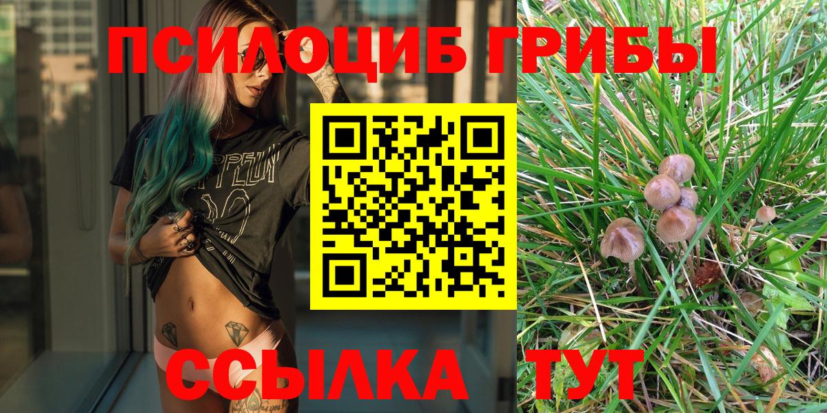 купить наркоту  Кузнецк  Галлюциногенные грибы Cubensis  Псилоцибиновые грибы Cubensis 